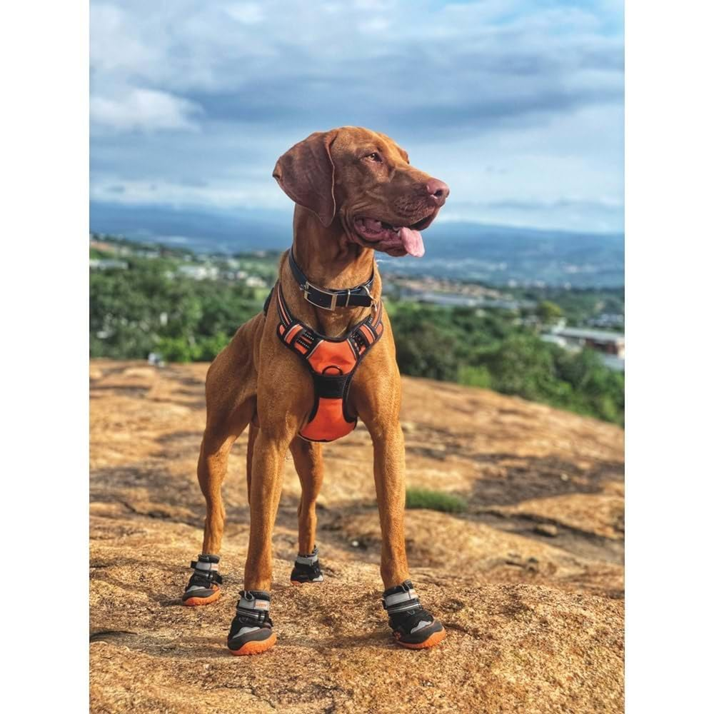 M Pets Hiking Shoes for Dogs (Orange/Black)