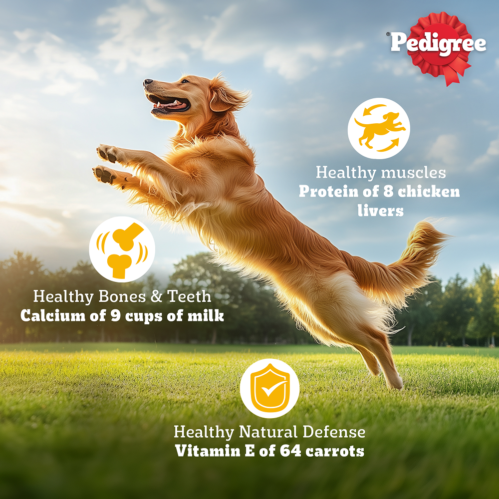 Pedigree Chicken & Veg Dry Food with Petkit FreshElement Solo Smart Wi Fi Feeder Ultimate Smart Feeding Adult Dog Combo