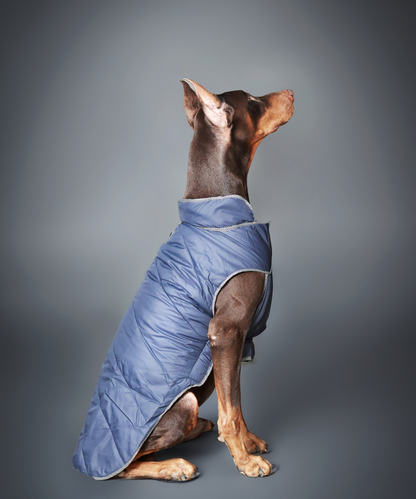 Pet Set Go Wind Sheeter Jackets for Dogs (Blue)