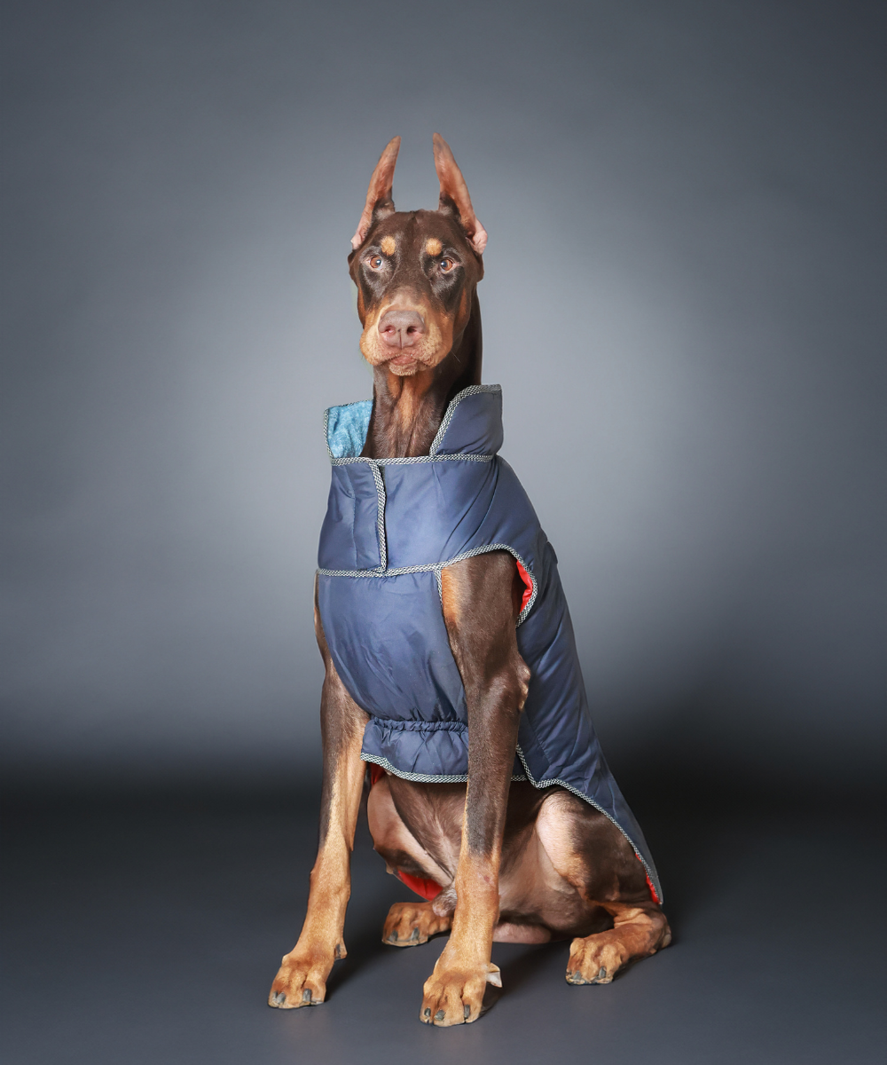 Pet Set Go Wind Sheeter Jackets for Dogs (Blue)