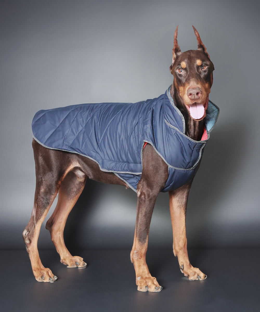 Pet Set Go Wind Sheeter Jackets for Dogs (Blue)