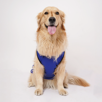 Skatrs Mastikhor Indians Cricket Jersey for Dogs and Cats (Blue)