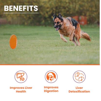 Lickicious Chicken Flavour Liver Care Syrup for Liver Support & Liver Detox for Dogs & Cats