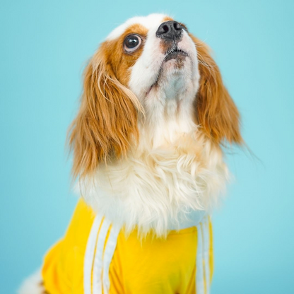 Pets Way Dive In Stripes Tshirt for Dogs (Yellow)