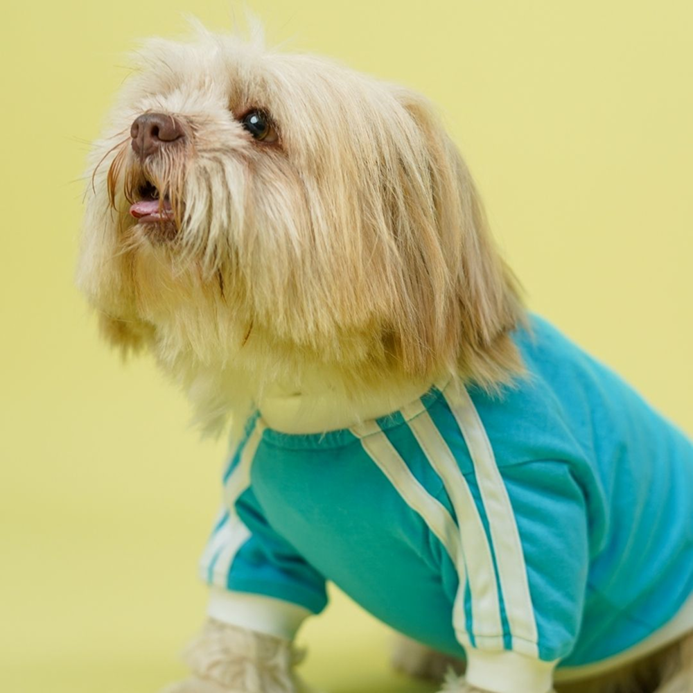 Pets Way Dive In Stripes Tshirt for Dogs (Ocean)