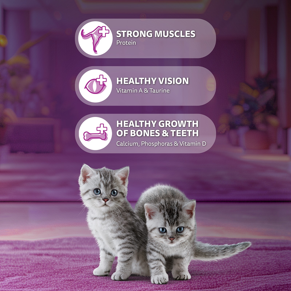 Whiskas Kitten Cat Food Combo |Ocean Fish Dry & Chicken with Salmon in Jelly in Gravy Wet