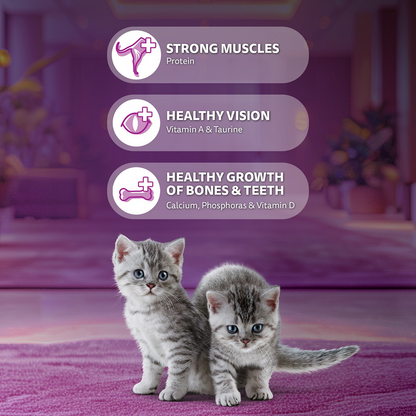 Whiskas Kitten Cat Food Combo |Ocean Fish Dry & Chicken with Salmon in Jelly in Gravy Wet