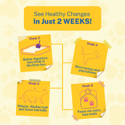 Smylo Kitten Variety Combo, Tuna & Chicken, Fresh & No-Preservative Wet Cat Food