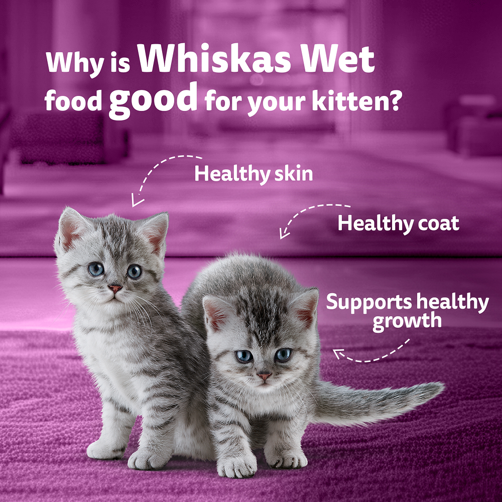 Whiskas Adult Cat Food Combo |Mackerel Dry & Chicken in Gravy Wet