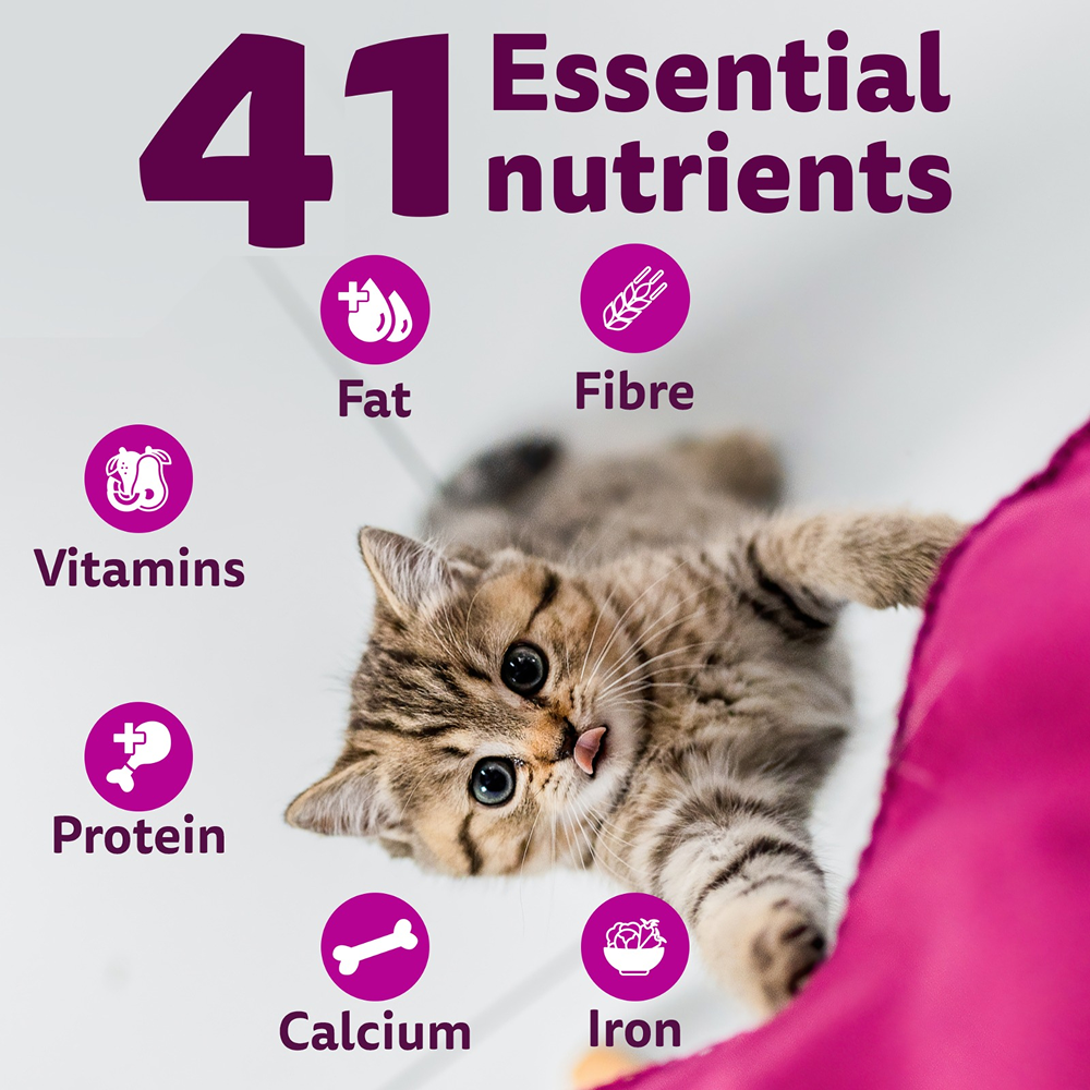 Whiskas Kitten Cat Food Combo |Ocean Fish Dry & Chicken with Salmon in Jelly in Gravy Wet