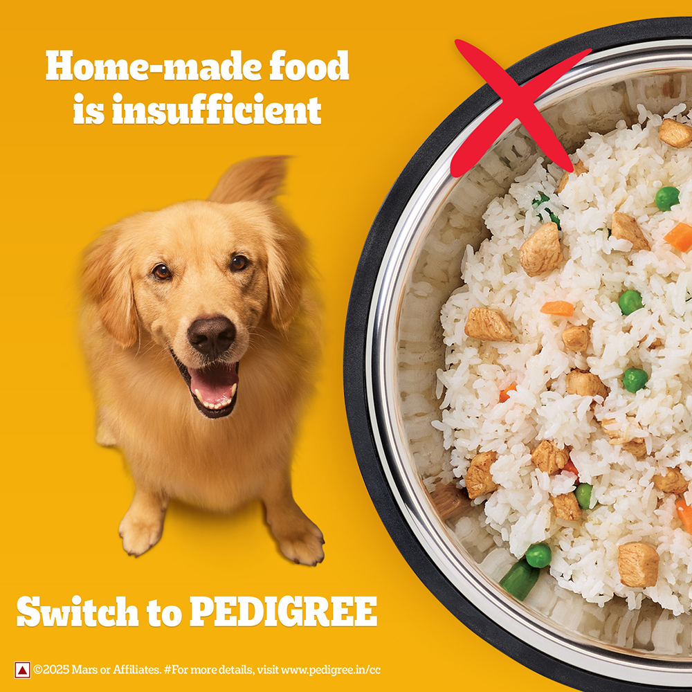 Pedigree Chicken & Veg Dry Food with Petkit FreshElement Solo Smart Wi Fi Feeder Ultimate Smart Feeding Adult Dog Combo