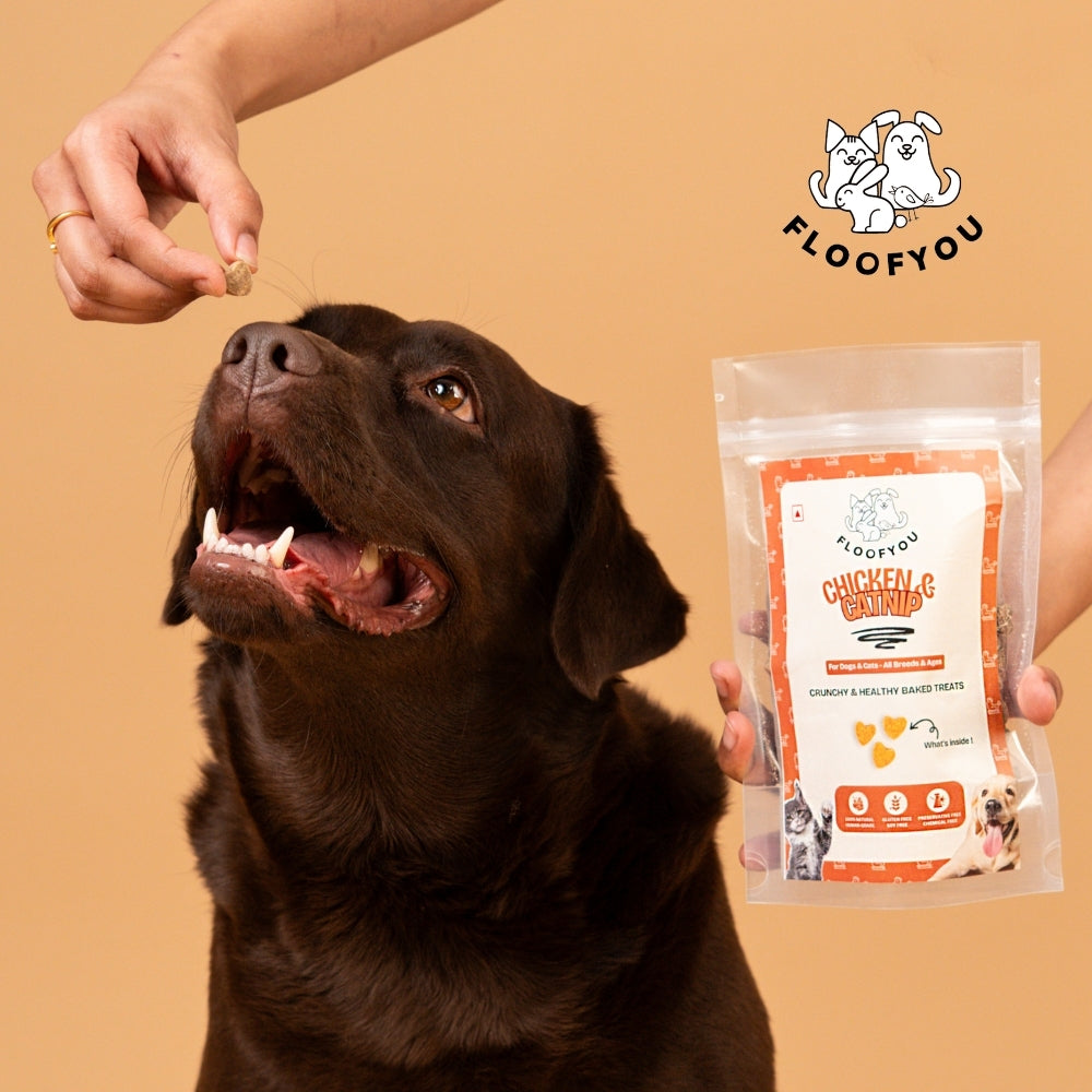 Floofyou Chicken Catnip Oven Baked Cookie Dog Treats