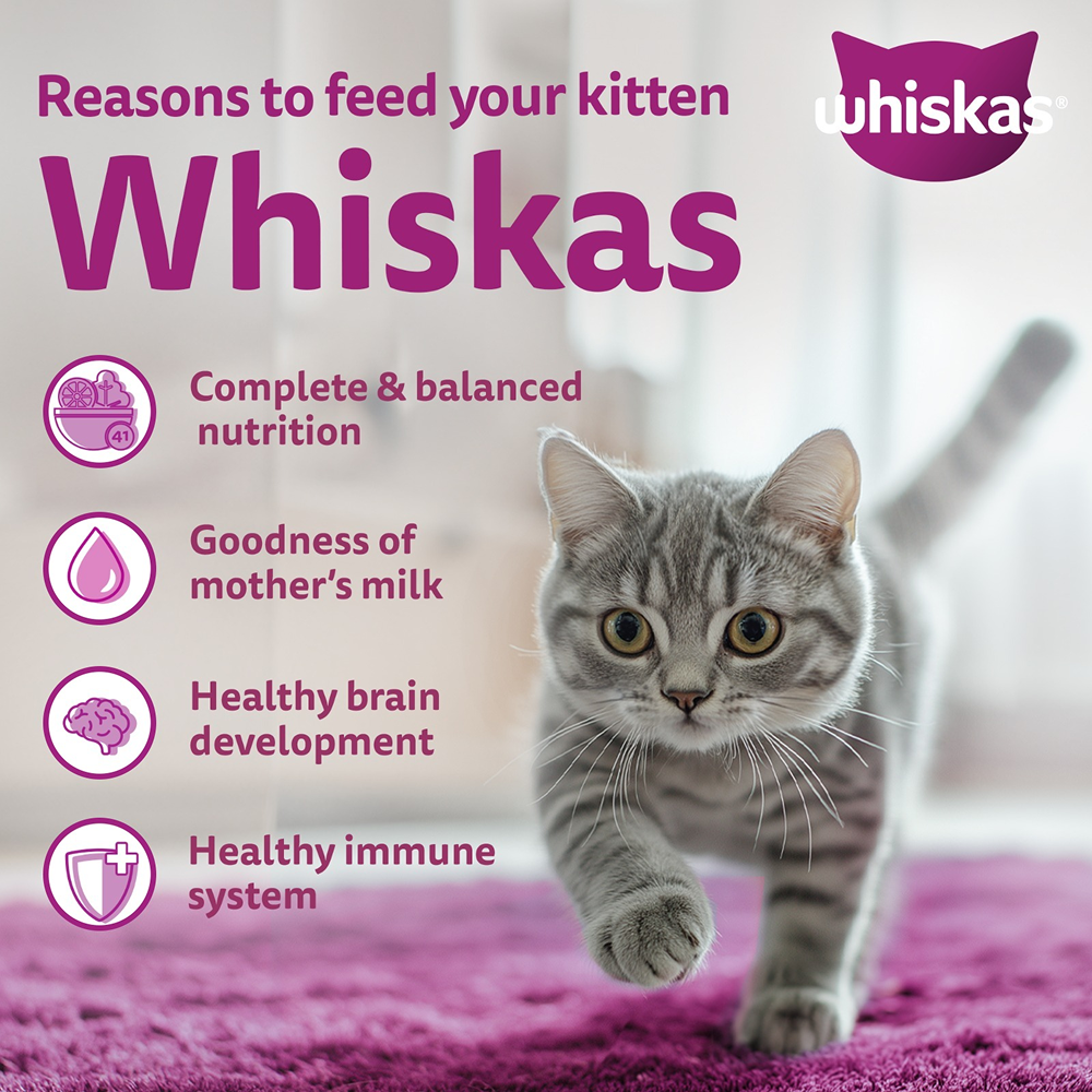 Whiskas Ocean Fish Kitten/Mother and Baby Dry Food & Petkit YumShare Solo Automatic Food Dispenser Combo for Kitten