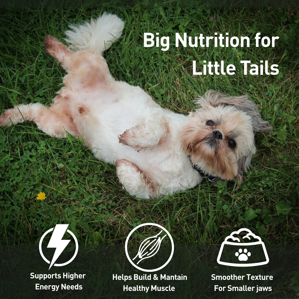 Homiee & Ginger Grain Free Mini Meals Surf & Turf, Fish Feista, Chicken & Barley Food for Dogs Combo
