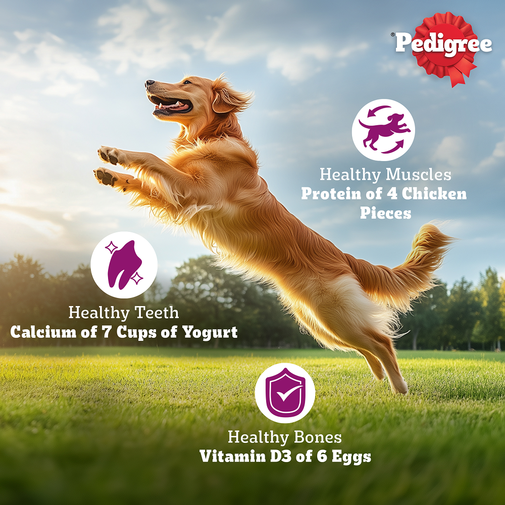 Pedigree Chicken Biryani Flavour Adult Dog Dry Food