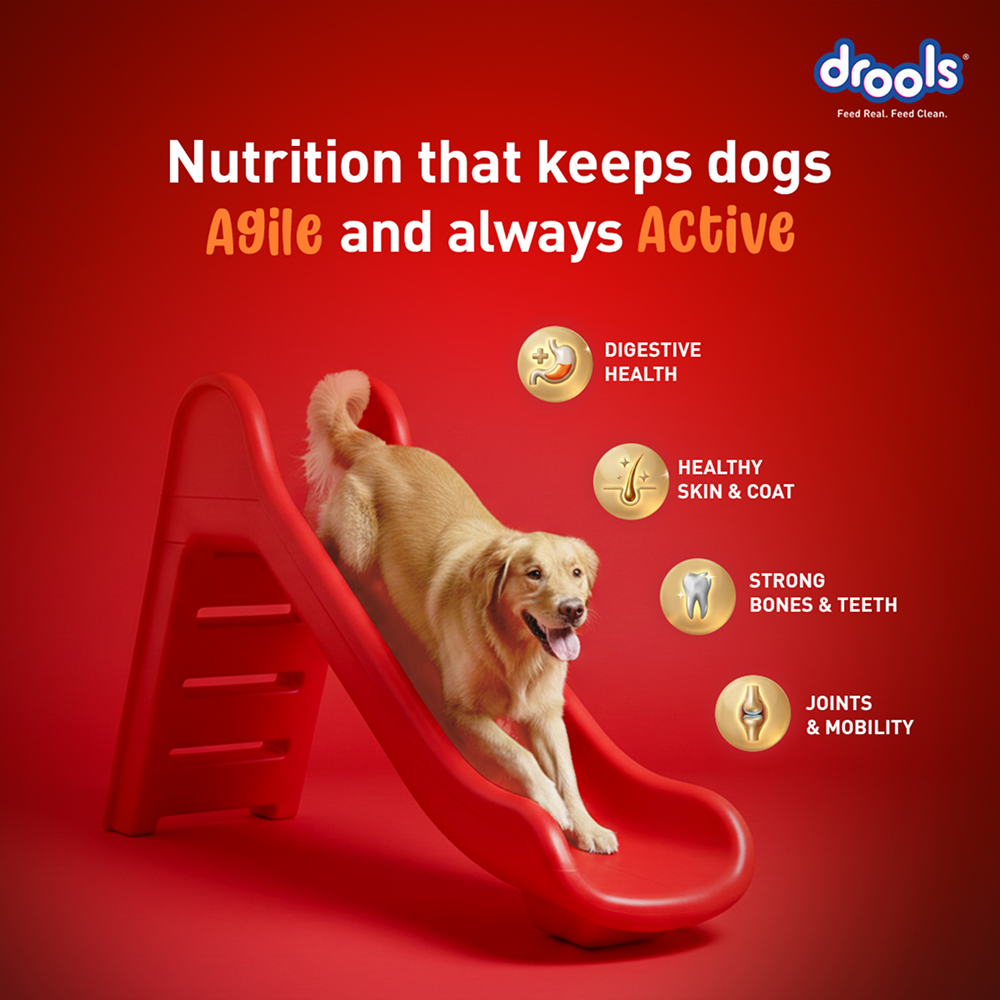 Drools Turkey and Pumpkin Adult Dog Dry Food