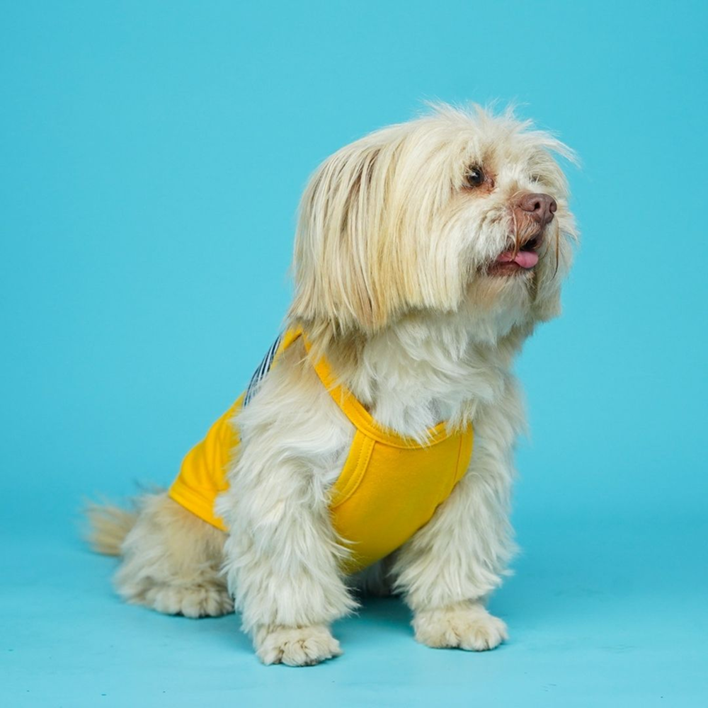 Pets Way Fetch Vest Combo for Dogs (Pack of 3)