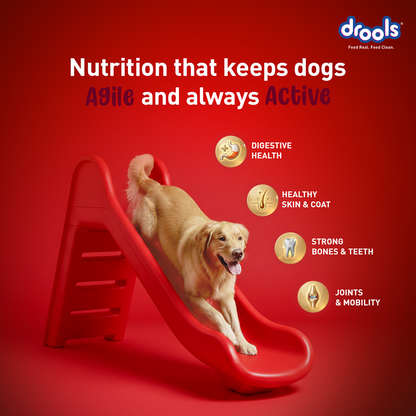 Drools Lamb and Rice Adult Dog Dry Food