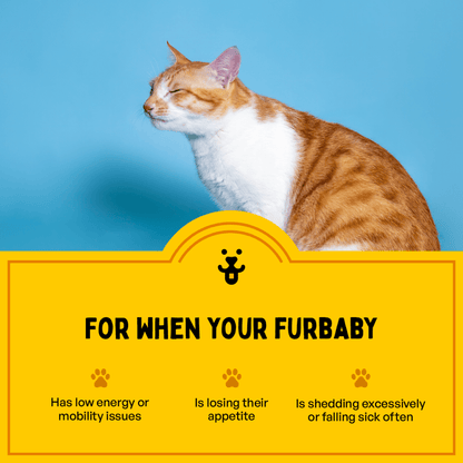 Furlicks Multivitamin & Gut Health Supplement Combo for Cats and Dogs