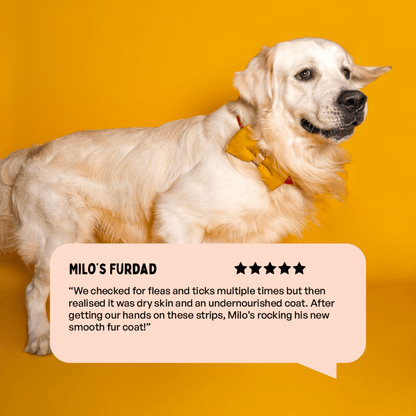 Furlicks Skin Coat & Multivitamin Supplement Combo for Dogs & Cats