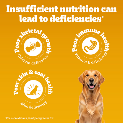 Pedigree Chicken & Veg Dry Food with Petkit FreshElement Solo Smart Wi Fi Feeder Ultimate Smart Feeding Adult Dog Combo