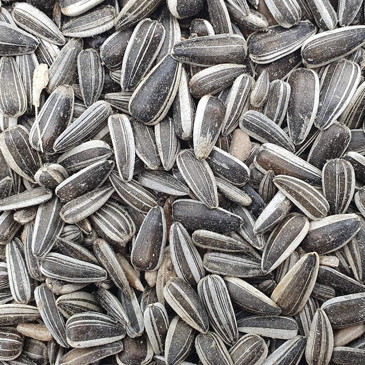 Versele Laga Sunflower Seeds Striped and Prestige Food for Big Parakeets and Birds