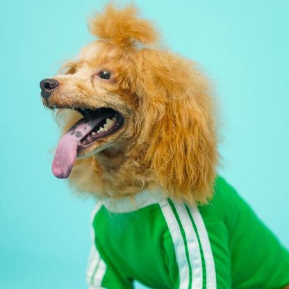 Pets Way Dive In Stripes Tshirt for Dogs (Forest)