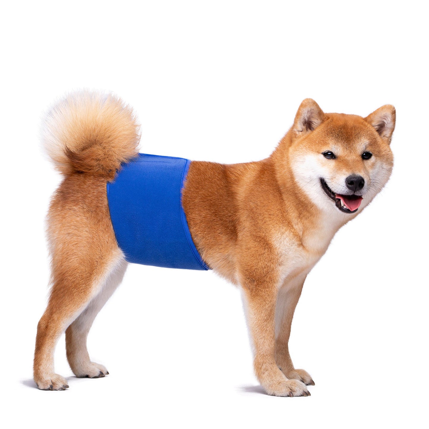 KUTKUT Diapers for Male Dogs (Blue)
