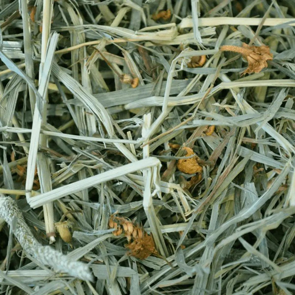 Oxbow Botanical Hay Dry Food for Rabbits and Guinea Pigs