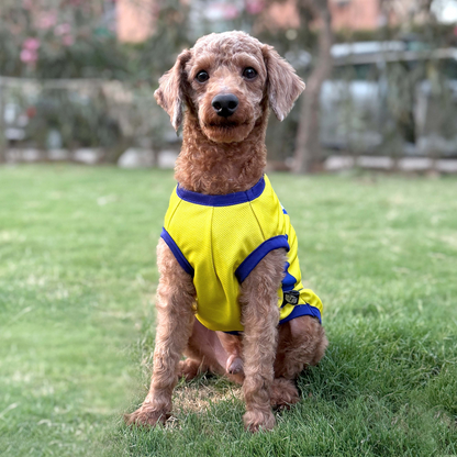 Pets Way Chennai Supaw Kings Team Jersey Vest for Dogs | Indian Pet League