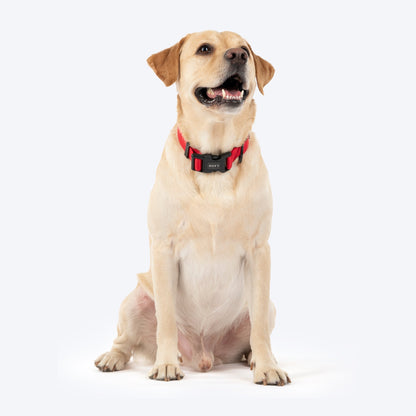 HUFT Classic D Ring Collar for Dogs (Cherry Red)