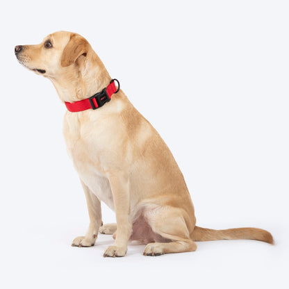 HUFT Classic D Ring Collar for Dogs (Cherry Red)