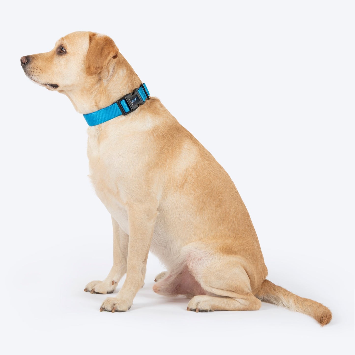 HUFT Classic D Ring Collar for Dogs (Ocean Blue)