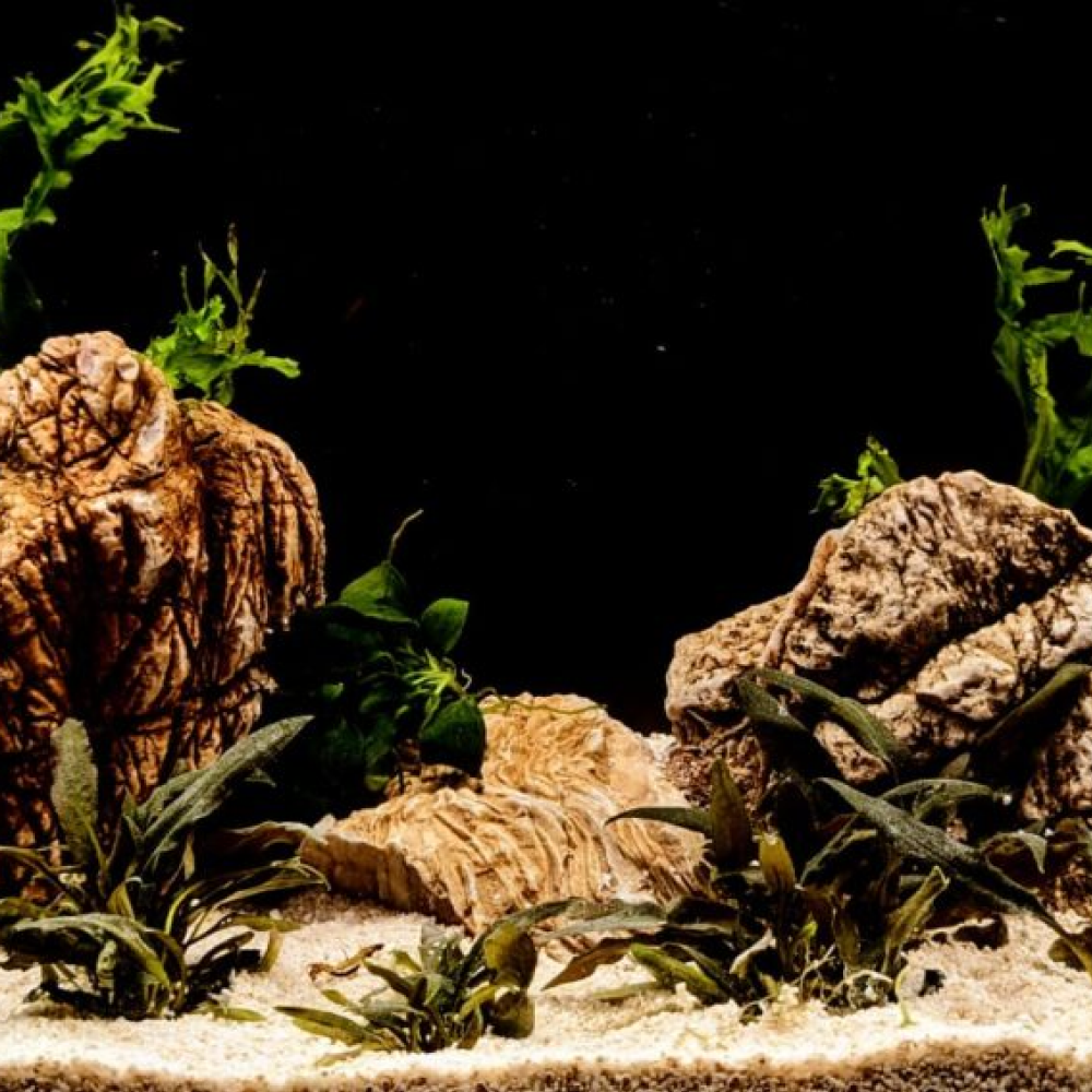 Splashy Fin Elepahant Rock for Aquarium