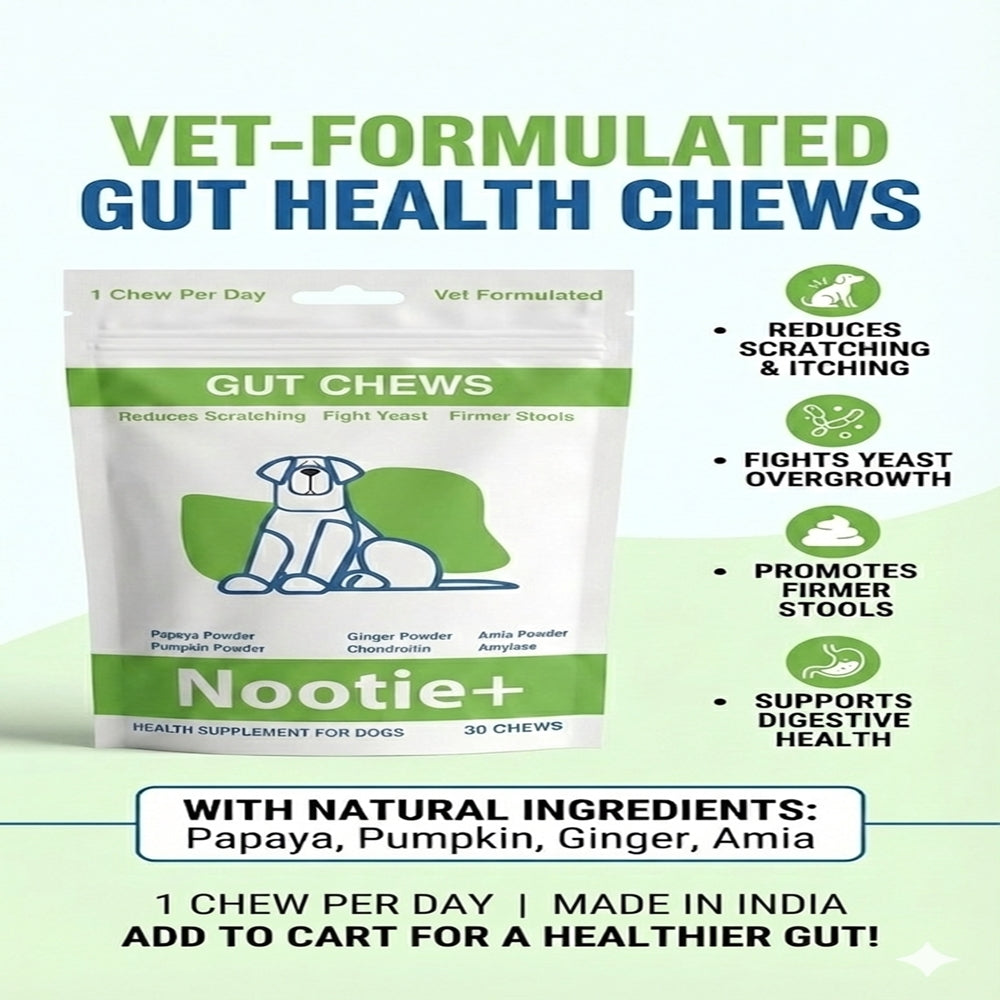 Nootie+ Digestive & Probiotic Gut Chew Supplement for Dogs