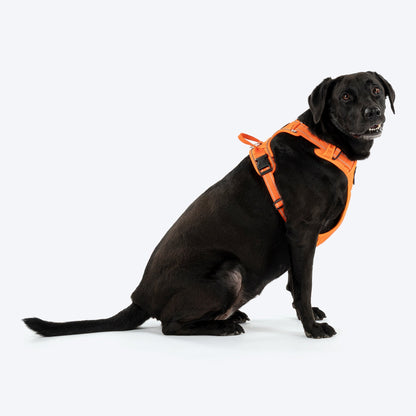 HUFT Xplorers Harness for Dogs (Orange)