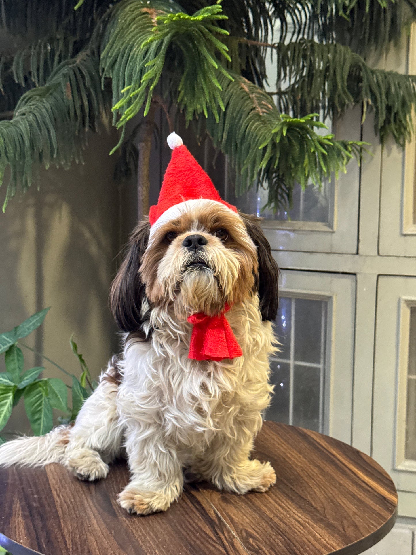 Pawgypets Christmas Cap for Dogs and Cats