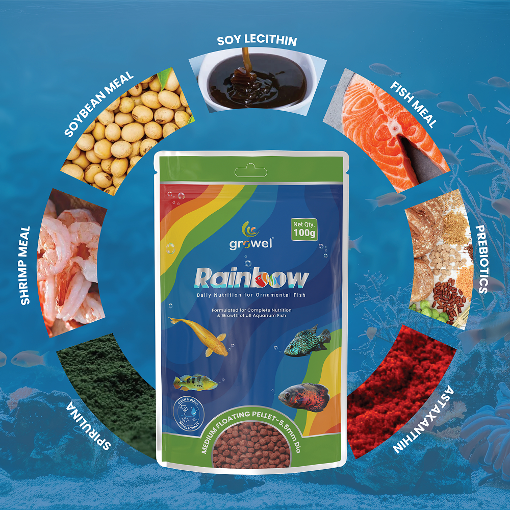 Growel Rainbow Medium 5.5mm Floating Pellet for Fish