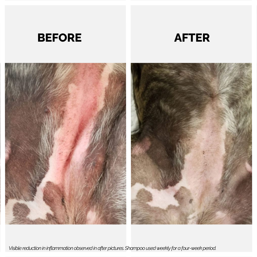 Moe Xtra Nourish for Relieving Itch and Moisturizing Dry Coat Shampoo for Dogs and Cats
