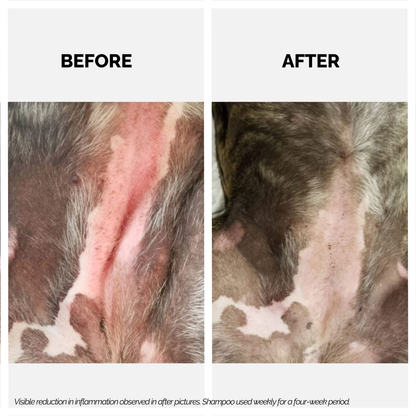 Moe Xtra Nourish for Relieving Itch and Moisturizing Dry Coat Shampoo for Dogs and Cats