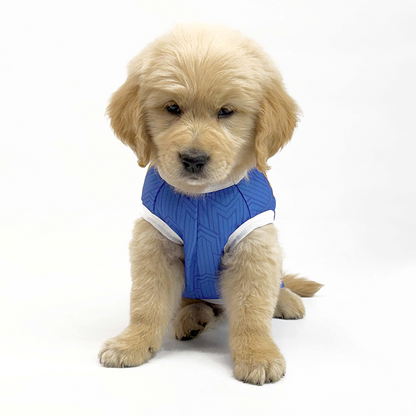 Pets Way Mumbai Indies Team Jersey Vest for Dogs | Indian Pet League
