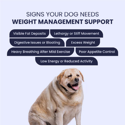 FurBall Story Obipet Weight Management Tablets for Dogs