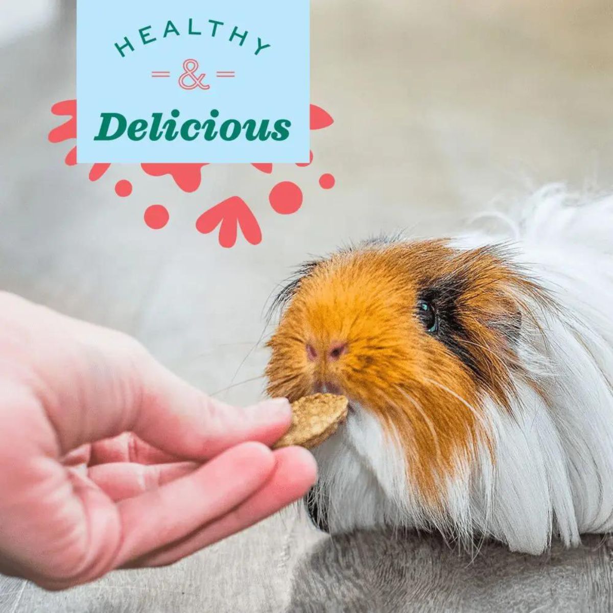 Oxbow Natural Science Multi Vitamin Supplement for Rabbits and Guinea Pigs