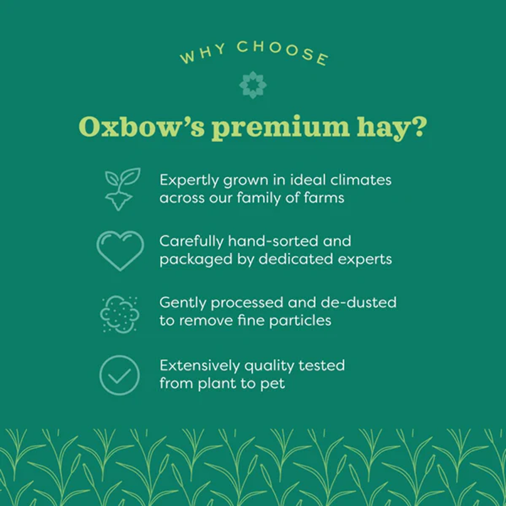 Oxbow Orchard Grass Hay for Rabbits and Guinea Pigs