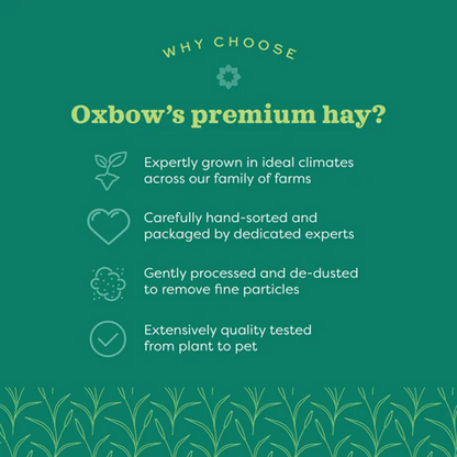 Oxbow Orchard Grass Hay for Rabbits and Guinea Pigs