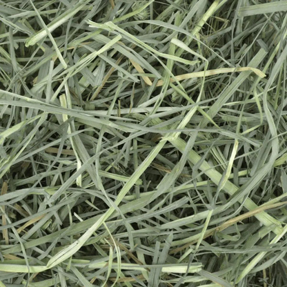 Oxbow Orchard Grass Hay for Rabbits and Guinea Pigs