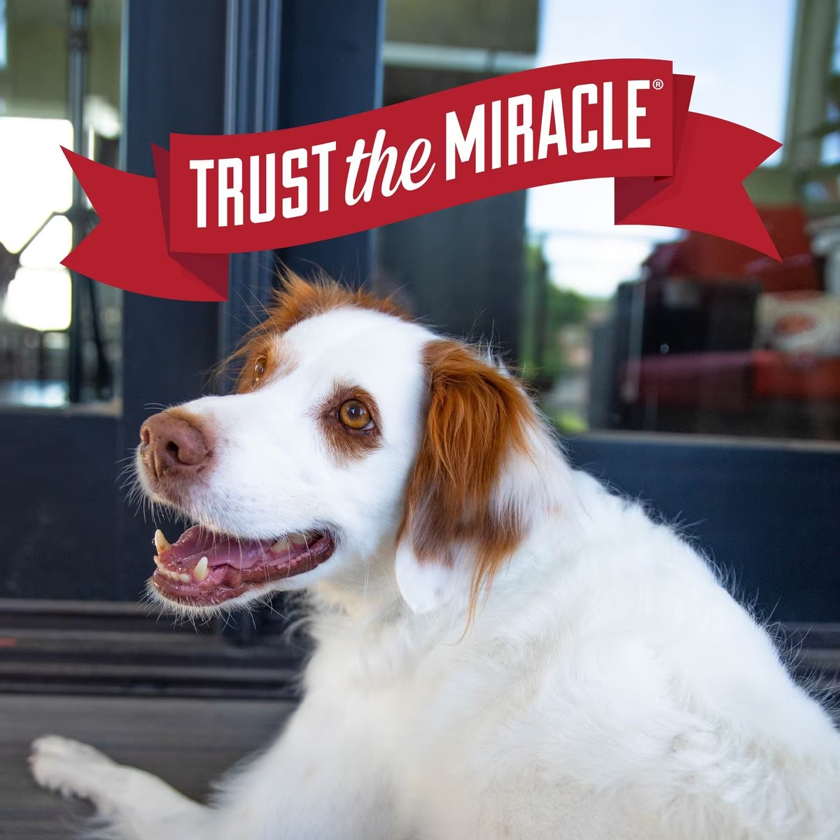 Nature's Miracle Hypoallergenic Shampoo and Conditioner for Dogs