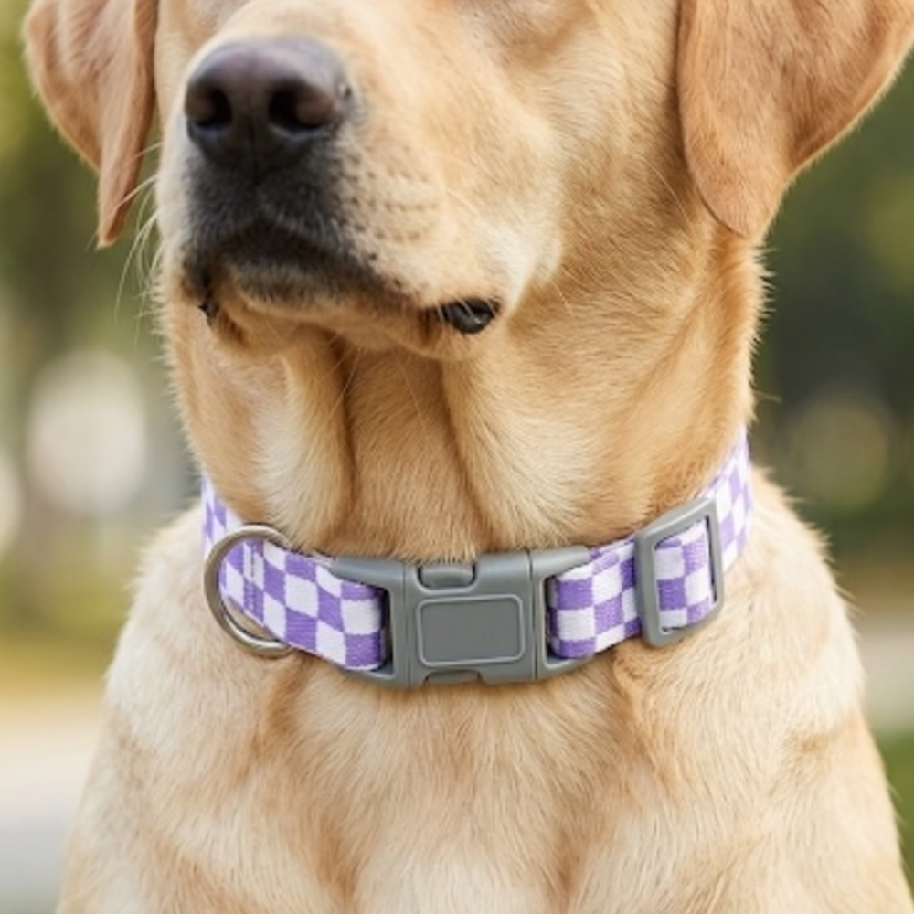 Talking Dog Club Checkmate Leash and Collar Combo (Purple)