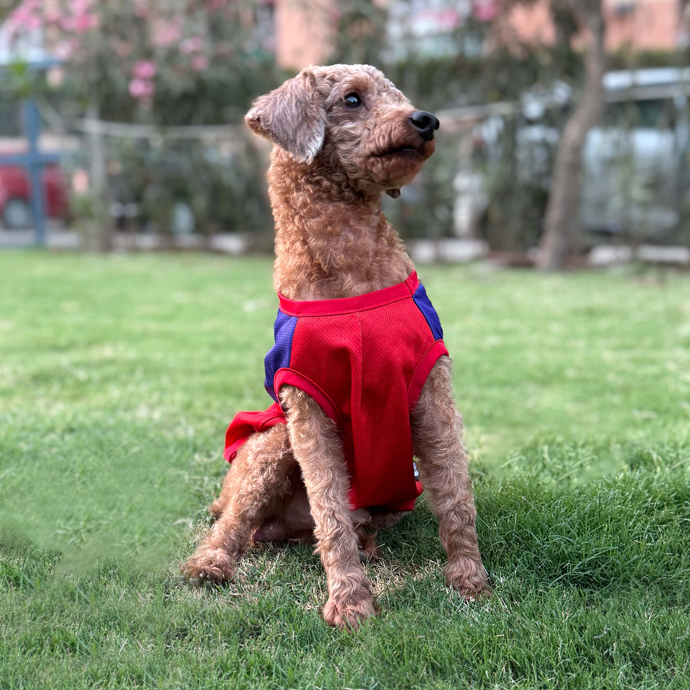 Pets Way Royal Canines Bengaluru Team Jersey Vest for Dogs | Indian Pet League