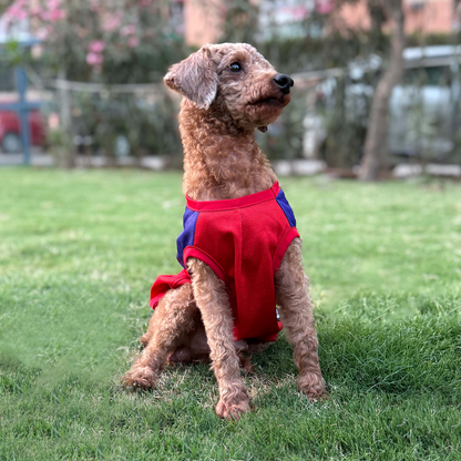 Pets Way Royal Canines Bengaluru Team Jersey Vest for Dogs | Indian Pet League